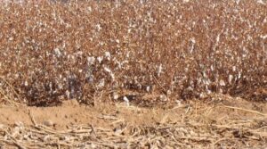 Cotton fields on the Salt River Pima-Maricopa Indian Community. Credit: Joan Fudala. 1936 