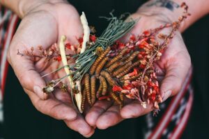AZ Native Edible Experience